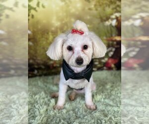 Maltese Dogs for adoption in Staten Island, NY, USA
