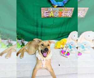 German Shepherd Dog-Unknown Mix Dogs for adoption in Franklin, North Carolina, NC, USA
