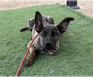 - Mix Dogs for adoption in HESPERIA, CA, USA