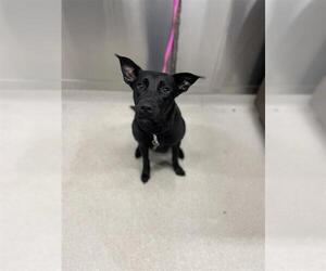 Labrador Retriever-Unknown Mix Dogs for adoption in Fairbanks, AK, USA