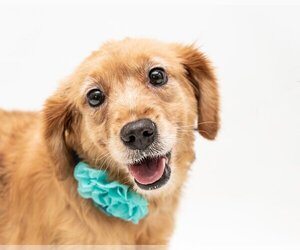 Mutt Dogs for adoption in Bonita Springs, FL, USA