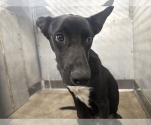 German Shepherd Dog Dogs for adoption in San Bernardino, CA, USA