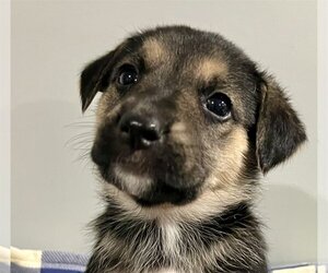 Mutt Dogs for adoption in Alexandria, KY, USA