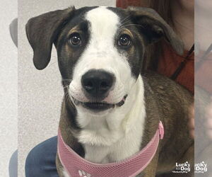 Retriever -Unknown Mix Dogs for adoption in Washington, DC, USA