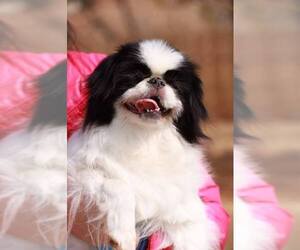 Japanese Chin Dogs for adoption in Sherman Oaks, CA, USA