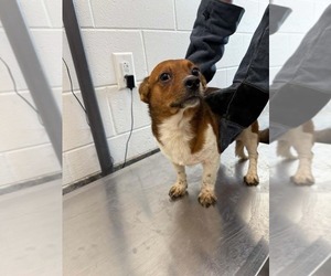 Chihuahua-Unknown Mix Dogs for adoption in Holly Springs, NC, USA