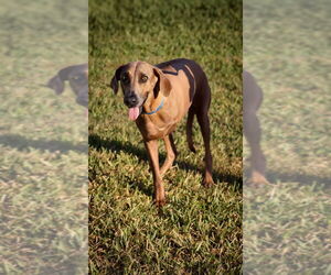 Rhodesian Ridgeback-Unknown Mix Dogs for adoption in Brewster, NY, USA