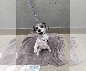Mutt Dogs for adoption in Las Vegas, NV, USA