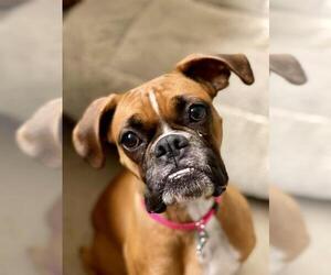 Boxer Dogs for adoption in Cedar Rapids, IA, USA