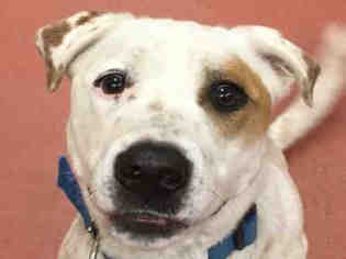 Medium Photo #1 Labrador Retriever-Unknown Mix Puppy For Sale in Missoula, MT, USA