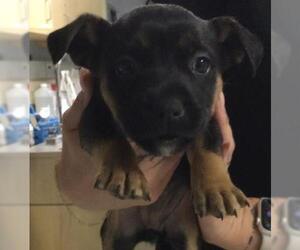 German Shepherd Dog-Unknown Mix Dogs for adoption in Riverside, CA, USA