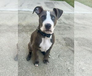 American Staffordshire Terrier-Unknown Mix Dogs for adoption in Holly Springs, NC, USA