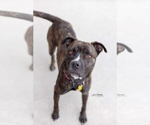 Boxer Dogs for adoption in Sandy, UT, USA