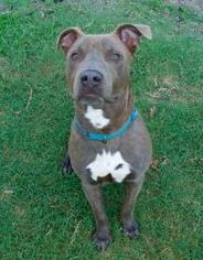 American Staffordshire Terrier-Unknown Mix Dogs for adoption in Chattanooga, TN, USA