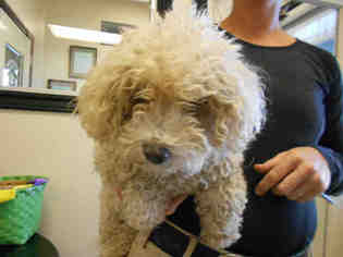 Poodle (Miniature) Dogs for adoption in Georgetown, TX, USA