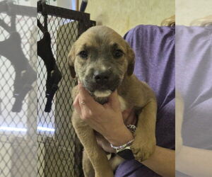 Labrador Retriever-Unknown Mix Dogs for adoption in Amarillo, TX, USA