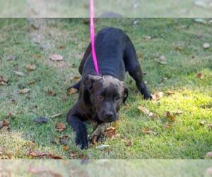 Labrador Retriever-Unknown Mix Dogs for adoption in Elkton, MD, USA