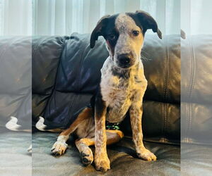 Small Bluetick Coonhound Mix