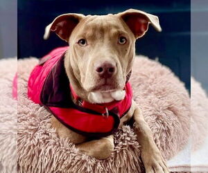 Mutt Dogs for adoption in Canton, CT, USA