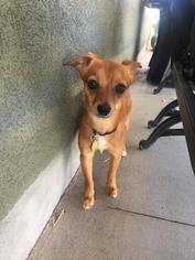Chiranian Dogs for adoption in Salt Lake City, UT, USA