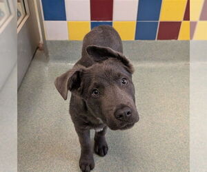 Labrador Retriever-Unknown Mix Dogs for adoption in Plano, TX, USA