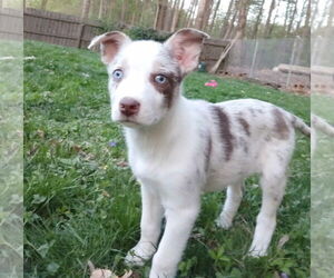 Border-Aussie Dogs for adoption in Fultonham, NY, USA