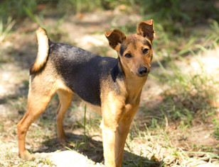 Minnie Jack Dogs for adoption in Brownsboro, AL, USA