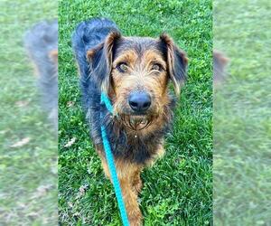 Labrador Retriever-Unknown Mix Dogs for adoption in Sacramento, CA, USA