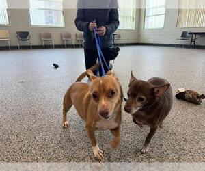 Chihuahua Dogs for adoption in Boston, MA, USA