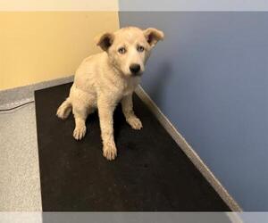 Siberian Husky-Unknown Mix Dogs for adoption in Orange, CA, USA
