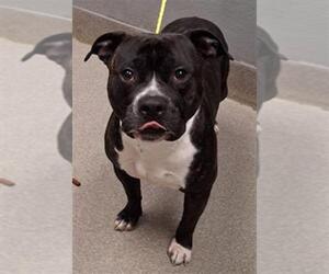 Mutt Dogs for adoption in Las Vegas, NV, USA