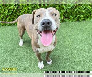 American Pit Bull Terrier Dogs for adoption in West Palm Beach, FL, USA