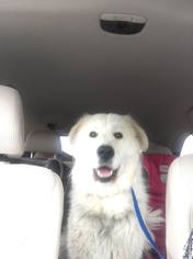 Great Pyrenees Dogs for adoption in Millersville, MD, USA