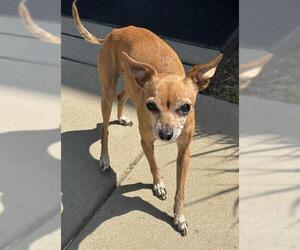 Chihuahua Dogs for adoption in Sacramento, CA, USA