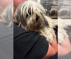 Shih Tzu-Unknown Mix Dogs for adoption in Holly Springs, NC, USA