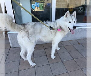 Siberian Husky Dogs for adoption in Berkeley , CA, USA