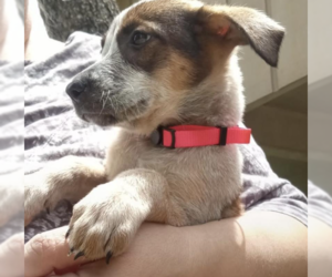 Black Mouth Cur-Unknown Mix Dogs for adoption in McKinney, TX, USA