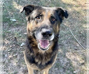 German Shepherd Dog-Unknown Mix Dogs for adoption in Tavares, FL, USA