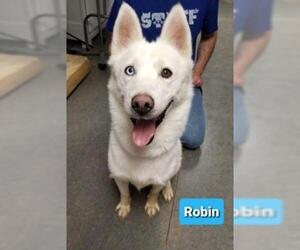 Siberian Husky Dogs for adoption in Richmond, IN, USA