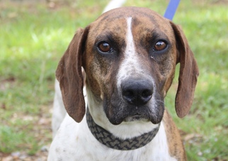 Basset Hound Dogs for adoption in Canton, CT, USA