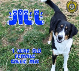 Border Collie Dogs for adoption in Nicholasville, KY, USA