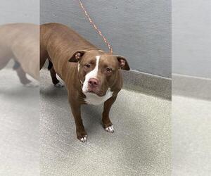 American Pit Bull Terrier-Unknown Mix Dogs for adoption in Las Vegas, NV, USA