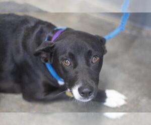 Labrador Retriever-Unknown Mix Dogs for adoption in Mountain Home, AR, USA