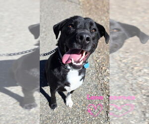 Borador Dogs for adoption in Monte Vista, CO, USA