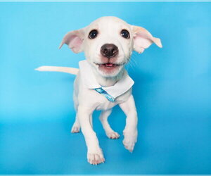 Chihuahua-Unknown Mix Dogs for adoption in Phoenix, AZ, USA