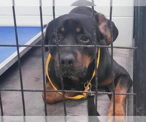 Rottweiler Dogs for adoption in Tavares, FL, USA