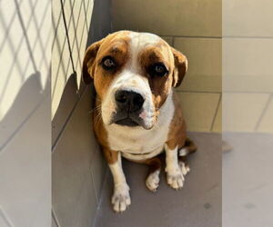 Mutt Dogs for adoption in Riverside, CA, USA