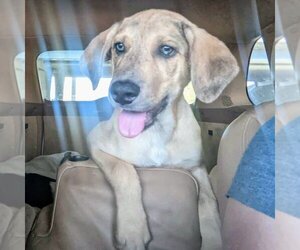Catahoula Leopard Dog Dogs for adoption in Vail, AZ, USA