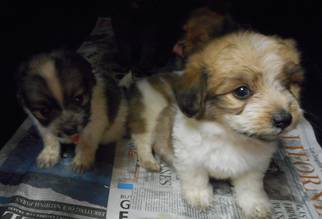 Shih Tzu Dogs for adoption in Yucaipa, CA, USA