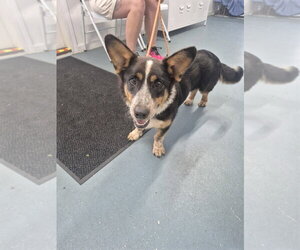 Mutt Dogs for adoption in Linton, IN, USA